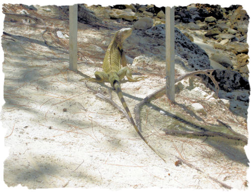 Lizard in CocoCay!