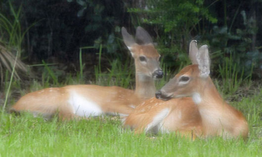 Two fawns in yard!
