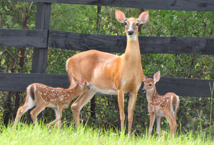 Deer with his fawns in our back field!